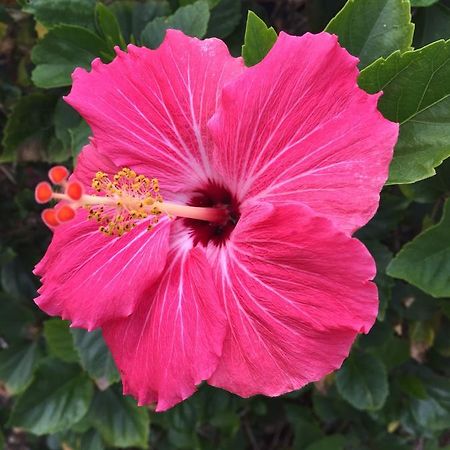 Flamingo Inn Sarasota Zewnętrze zdjęcie