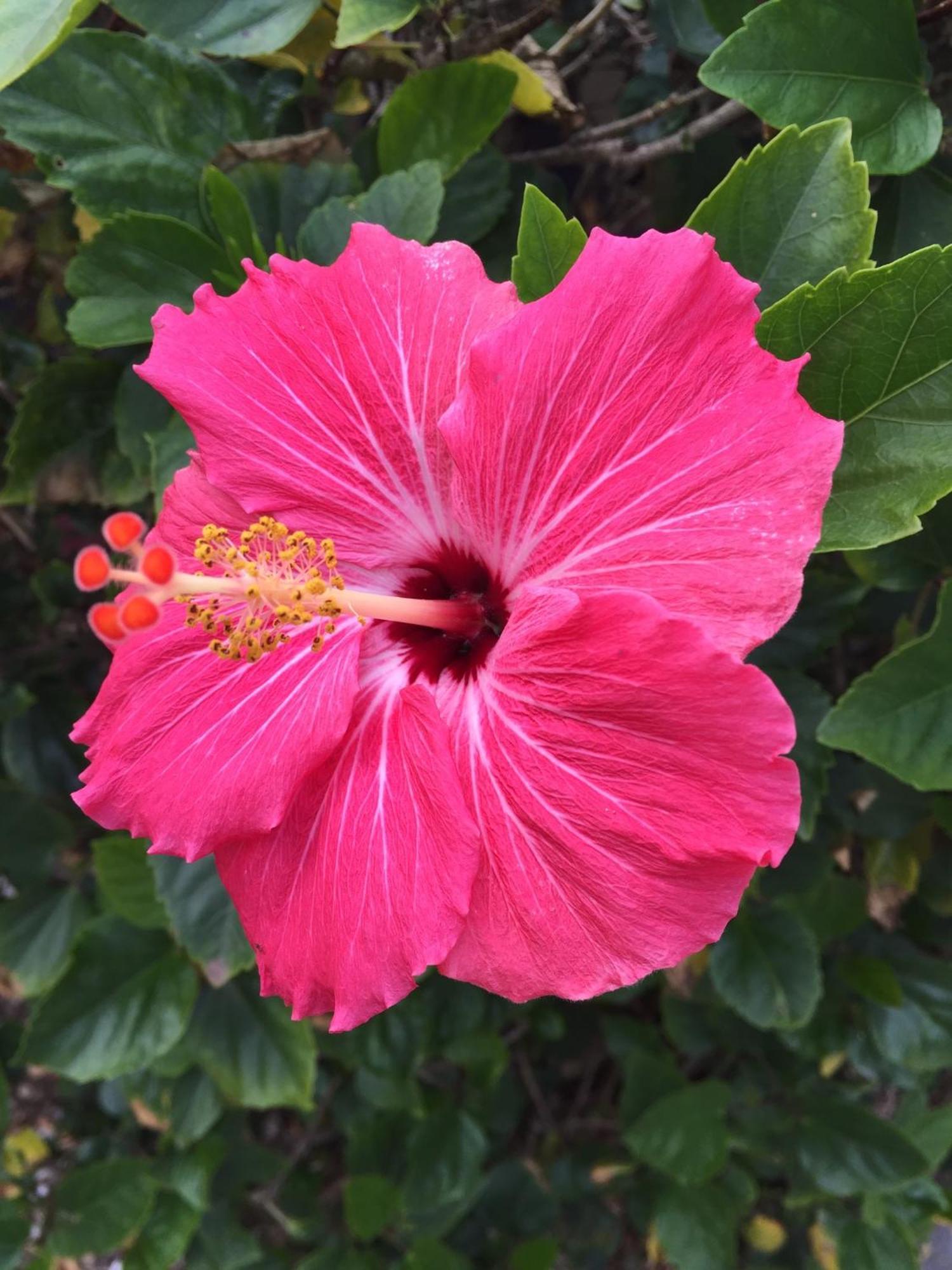 Flamingo Inn Sarasota Zewnętrze zdjęcie